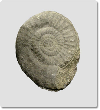 ammonite-de-meillerie.jpg
