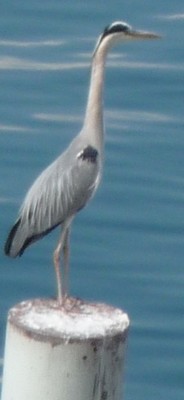 heron-2-2.jpg