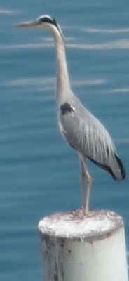 heron-3.jpg